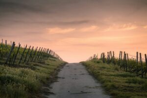 Career Advice for young Professionals in...